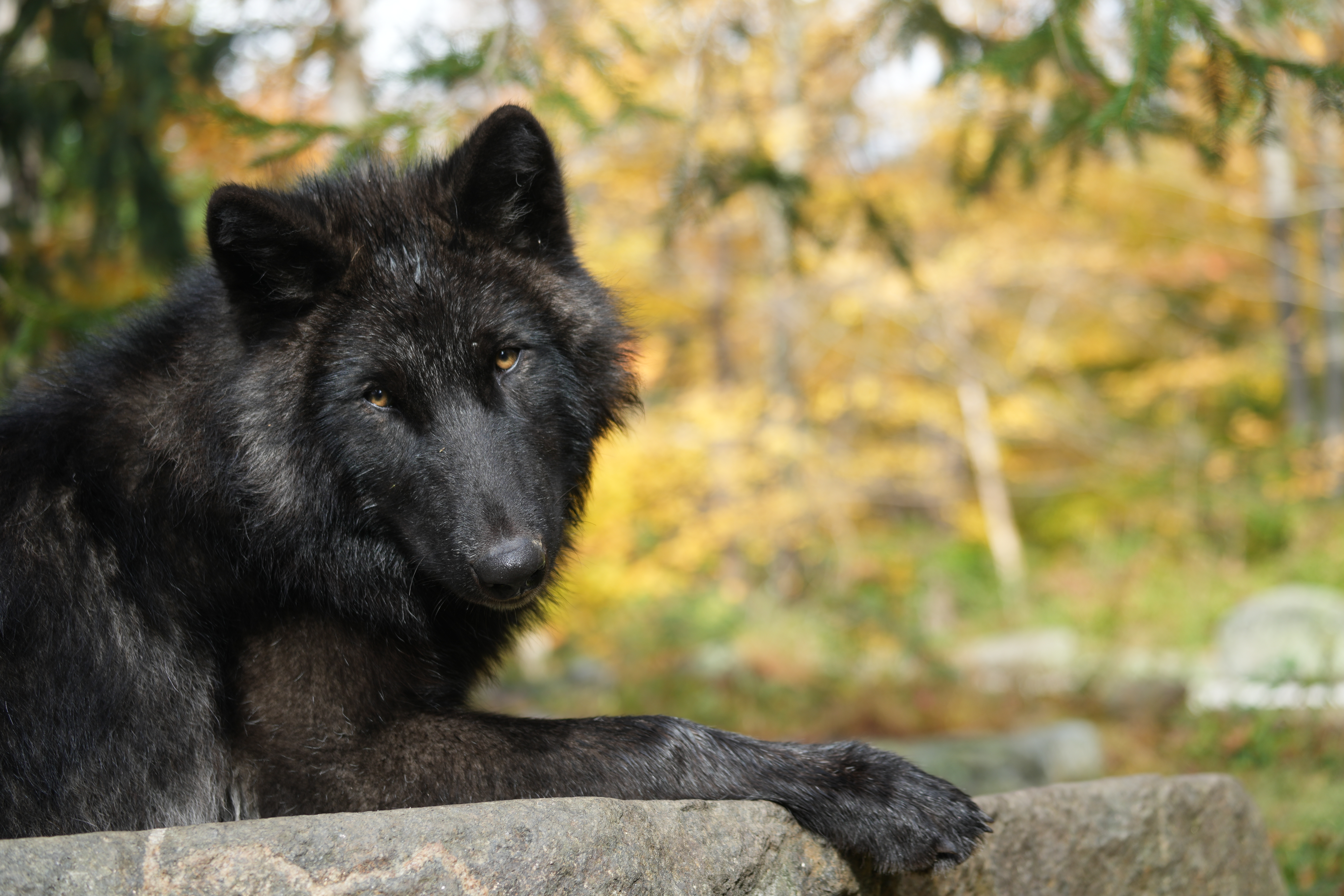 Kinari, a black wolf, looks over at the camera with her head slightly tilted. She is laying on a rock.