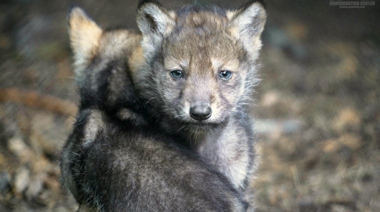 Lobo Pup Calendar Edit Logo Sm