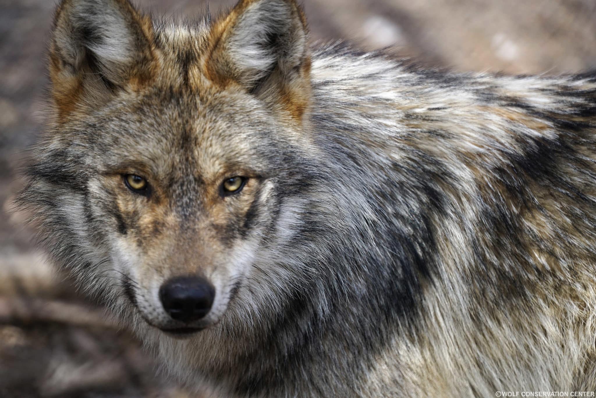 Lobo Stare Sad Credit