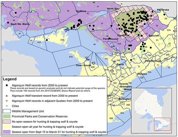 Distribution of recent Algonquin Wolf records in Ontario. (Source: Ontario Ministry of Natural Resources and Forestry)