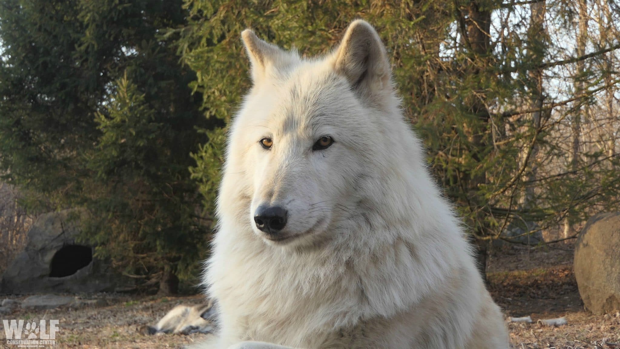 Stare Nikai Edit Logo Wide