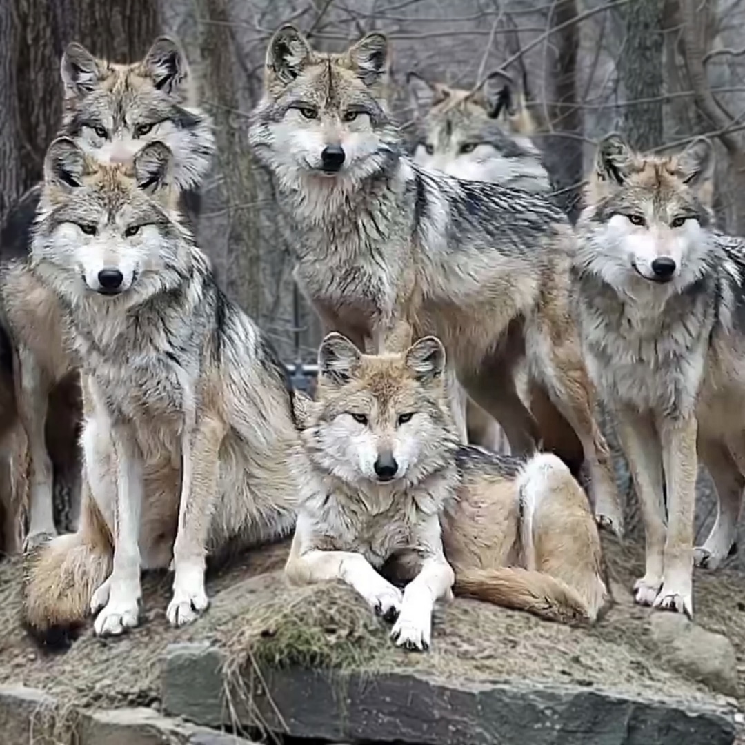 Trumpet Family Square