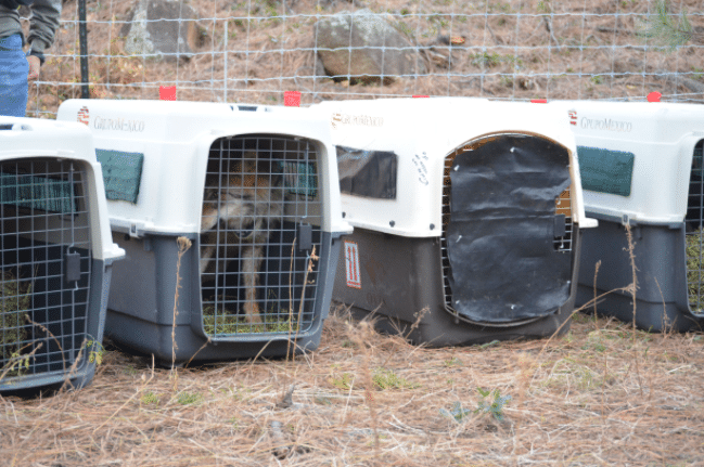 Image Credit: National Commission for Protected Natural Areas (CONANP)